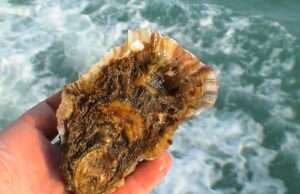 Pesca, assessora Murgia a Tortolì: “Da molluschicoltura prospettiva di sviluppo”