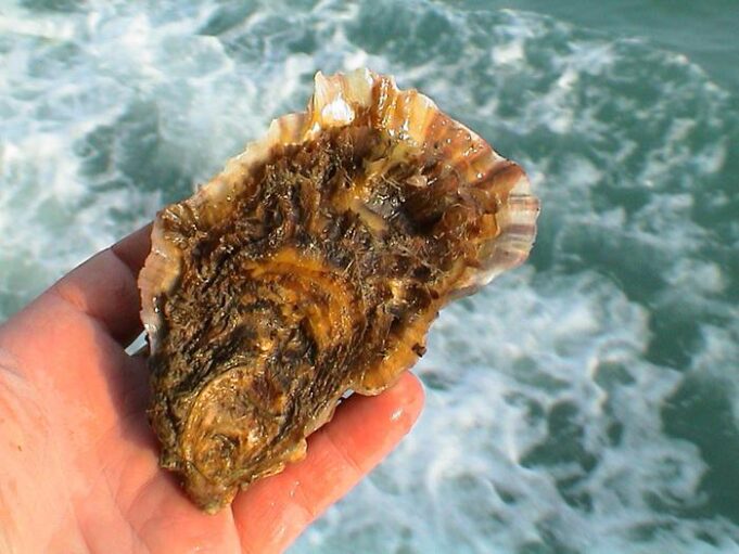 Pesca, assessora Murgia a Tortolì: “Da molluschicoltura prospettiva di sviluppo”