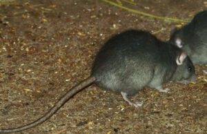 Cagliari, ancora disinfestazioni contro diffusione di topi