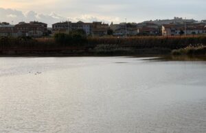 Terramaini, manca l’ossigeno: canale pieno di muggini morti