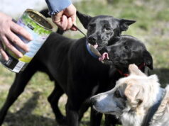 Nuoro, pugno di ferro per la mancata pulizia delle deiezioni dei cani