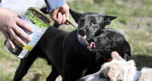 Nuoro, pugno di ferro per la mancata pulizia delle deiezioni dei cani
