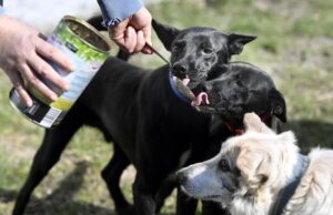 Nuoro, pugno di ferro per la mancata pulizia delle deiezioni dei cani