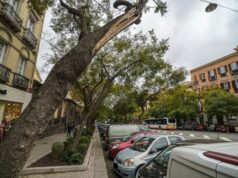 Le jacarande del Largo Carlo Felice saranno ripiantate in città