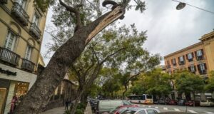 Le jacarande del Largo Carlo Felice saranno ripiantate in città