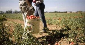 Fondi all’agricoltura sarda, la Commissione europea approva 473,5 milioni di euro bracciante agricoltura