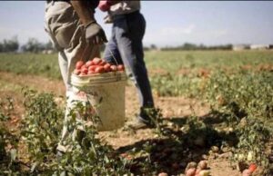 Fondi all’agricoltura sarda, la Commissione europea approva 473,5 milioni di euro bracciante agricoltura
