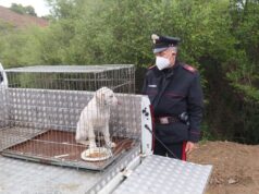 Animali, Siniscola: lega un peso di un kg al collo di un cucciolo, denunciato un 68enne