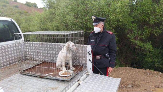 Animali, Siniscola: lega un peso di un kg al collo di un cucciolo, denunciato un 68enne