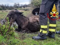 Arzachena: asinello cade in una pozza, salvato dai vigili del fuoco