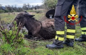 Arzachena: asinello cade in una pozza, salvato dai vigili del fuoco