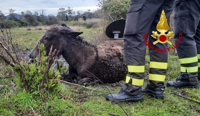 Arzachena: asinello cade in una pozza, salvato dai vigili del fuoco