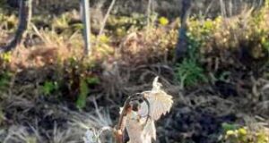 Colture danneggiate dal freddo: l’allarme della Coldiretti Sardegna