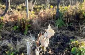 Colture danneggiate dal freddo: l’allarme della Coldiretti Sardegna