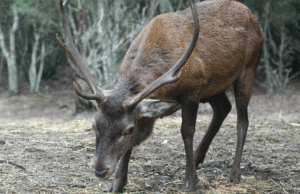 Ambiente, Lampis: “Stanziato oltre 1 milione per soccorso e recupero della fauna selvatica”