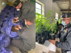 Cagliari, Gdf sequestra oltre 200 chili di cannabis sativa: denunciato titolare dell’azienda Gdf