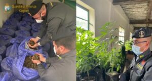 Cagliari, Gdf sequestra oltre 200 chili di cannabis sativa: denunciato titolare dell’azienda Gdf