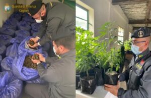 Cagliari, Gdf sequestra oltre 200 chili di cannabis sativa: denunciato titolare dell’azienda Gdf