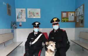 Villacidro: lega il cane senza riparo ad un albero, denunciato un 44enne