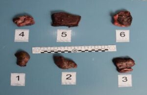 Animali, Sassari: lancia esce avvelenate dall’auto, 74enne denunciato dalla Polizia