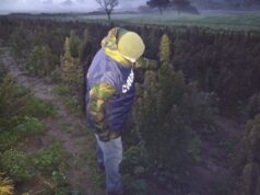 Coltiva ufficialmente 5mila piante di cannabis ‘sativa’ ad Iglesias, ma era ‘indica’, arrestato