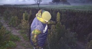 Coltiva ufficialmente 5mila piante di cannabis ‘sativa’ ad Iglesias, ma era ‘indica’, arrestato