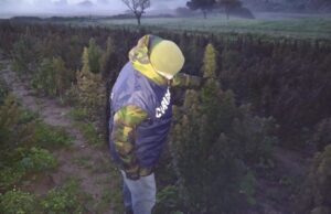 Coltiva ufficialmente 5mila piante di cannabis ‘sativa’ ad Iglesias, ma era ‘indica’, arrestato