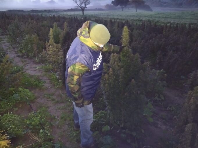 Coltiva ufficialmente 5mila piante di cannabis ‘sativa’ ad Iglesias, ma era ‘indica’, arrestato