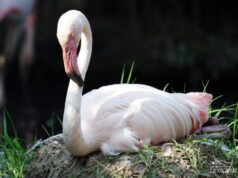 Cagliari, spettacolo della nidificazione dei fenicotteri rosa nel Parco di Molentargius fenicottero