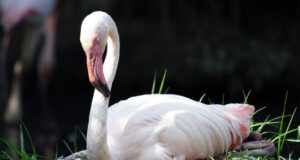 Cagliari, spettacolo della nidificazione dei fenicotteri rosa nel Parco di Molentargius fenicottero