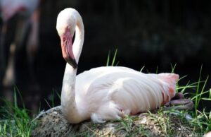 Cagliari, spettacolo della nidificazione dei fenicotteri rosa nel Parco di Molentargius fenicottero