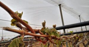 Agricoltura, Regione: attivate procedure per il ristoro dei danni da gelate gelate