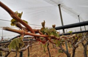 Agricoltura, Regione: attivate procedure per il ristoro dei danni da gelate gelate