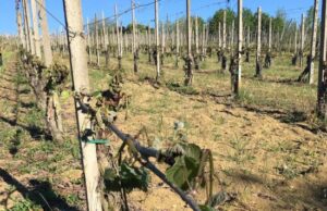 Agricoltura, Coldiretti Sardegna: “Gelate mettono in pericolo i raccolti” gelate