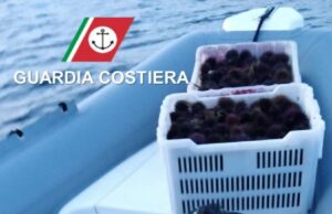 Carloforte: Guardia Costiera sequestra 3mila ricci di mare, multe per 4500 euro ricci