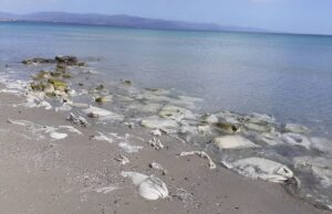 “Disastro ambientale” al Poetto, centinaia di sacchi abbandonati in mare