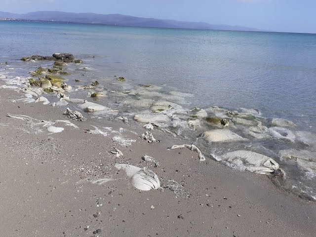 “Disastro ambientale” al Poetto, centinaia di sacchi abbandonati in mare