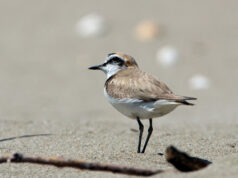 Arbus, Lipu e Forestas in azione per la tutela del Fratino