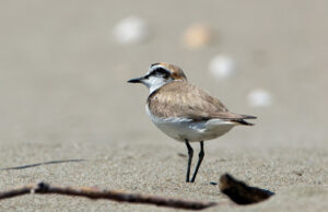 Arbus, Lipu e Forestas in azione per la tutela del Fratino