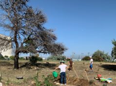 Il 26 maggio giornata dell’albero a Pirri