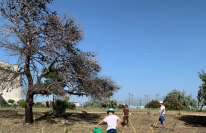 Il 26 maggio giornata dell’albero a Pirri