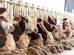 Blue tongue, la Regione distribuisce gratuitamente 40mila vaccini