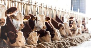 Prorogato il bando riproduttori bovini di carne al 31 gennaio 2022