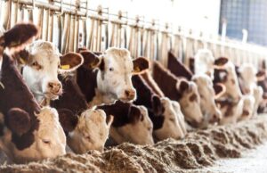 Aiuti agli allevatori, dalla Regione in arrivo 6,6 milioni di euro