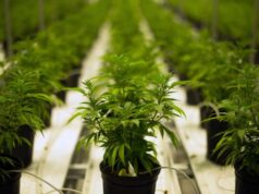 Legge canapa industriale, Pais: “Presto discussa in Consiglio regionale” canapa