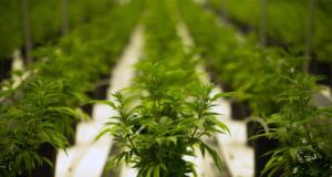 Legge canapa industriale, Pais: “Presto discussa in Consiglio regionale” canapa