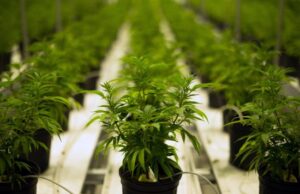 Sardegna, canapa: mozione di Leu e centrosinistra su coltivazione e utilizzo canapa