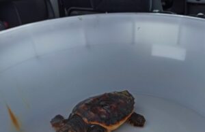 Alghero, tartaruga salvata a Capo Caccia, aveva ingerito plastica caretta tartaruga