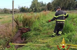 Cavallo cade in un fosso a Santa Giusta: soccorso e salvato dai Vigili del fuoco cavallo