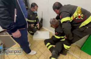 Porto San Paolo, gatto bloccato in una cella frigo: salvato dai Vigili del fuoco